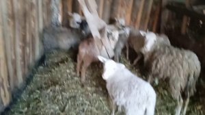 выгул овец. небольшой обзор кормушки для сена.