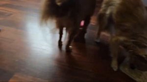 Chihuahua Dog Life is live! Puzzles and Tricks