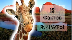 Удивительные факты о ЖИРАФАХ о которых мало кто знает.