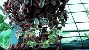 Crassula marginalis rubra 'Variegata' “Calico Kitten” Succulent Plant in Flower