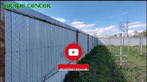 Выращивание винограда вдоль забора / Growing grapes along the fence. Сетка рабица / Rabitz