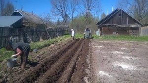 Самодельный трактор. Посадка картофеля под плуг.