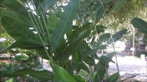 How to grow the greater galangal (Alpinia galanga)