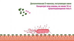 Цистифлюкс Плюс механизм действия