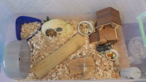 Чем кормить хомяка | Что можно хомякам | Что едят хомяки