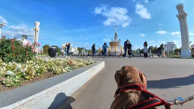 Самая любознательная и жизнерадостная порода собак. Лучший день таксы Дуси.