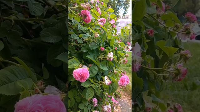 Tereshchenkivska Street, Kyiv, Ukraine. 05.06.2023. Flowers of Roses.