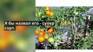 Холодостойкие сорта помидоров селекции П Я  Сараева