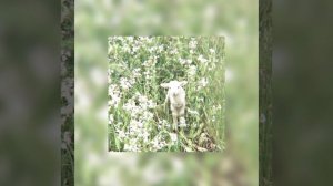 ANNA ASTI-сорри(????? ??)Ⓔ