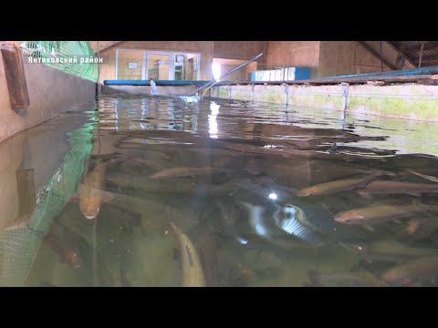 В Чувашии выращивают царскую рыбу