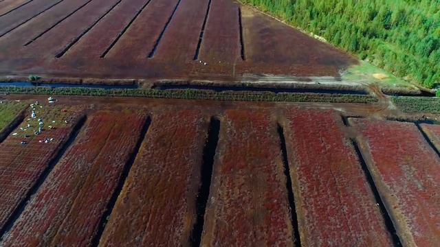 В объективе квадрокоптера: как растет клюква на плантациях Минщины смотреть онлайн