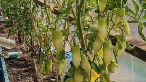 Скорее бы на дачу! Красивая дача в Сибири