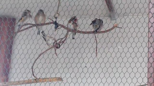 Щеглы в вольере 5 октября 2016 г. Качеля из веточки. смотреть онлайн