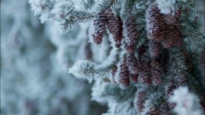 ЗИМНЯЯ ПРИРОДА