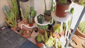 Cactus Collection Summer 2019 Update (Cactus and Succulents)