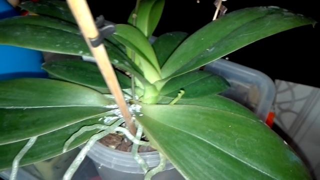 Фаленопсис миди Taisuco Kobold не обычная Орхидея.... смотреть онлайн