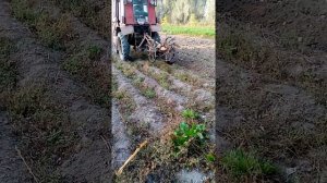 КОПКА КАРТОФЕЛЯ ПОЛЬСКОЙ КОННОЙ КОПАЛКОЙ