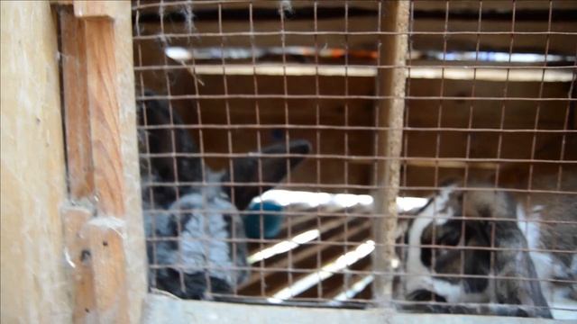 Наш деревенский зоопарк РУССКОЕ РАНЧО
