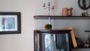 Ручной попугай какарик выполняет команду «Домой!»