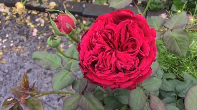 Rosa Proper Job | Also known as Rosa Gospel смотреть онлайн