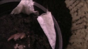 сажаем каллы и сеем  семена