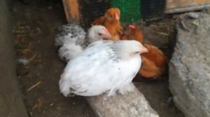 Часть 2.Как зарубить утку? без мужа.(Рублю сама!)