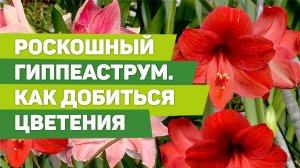 Как правильно выращивать комнатный цветок - гиппеаструм. Он будет цвести роскошно, если вы все сдела