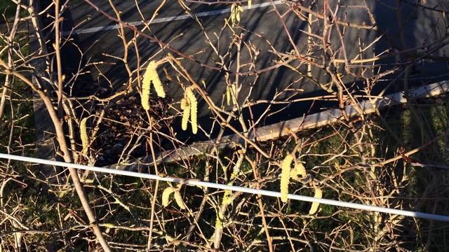 Common Hazel (Corylus avellana) - shrub - January 2018 смотреть онлайн