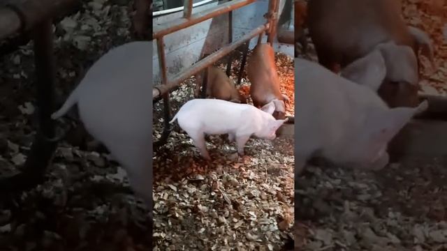 Поросята от хряка Максгро который содержит 40% Пьетрена☝️? смотреть онлайн