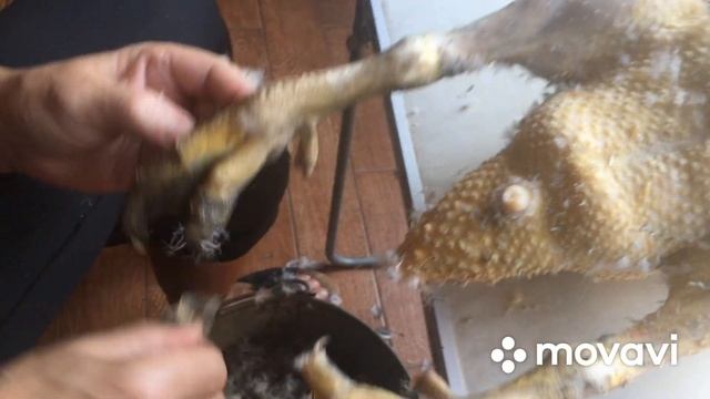 Лишних убираем ! Оставляем только на разведения ! смотреть онлайн