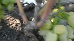 Виноград Гордей