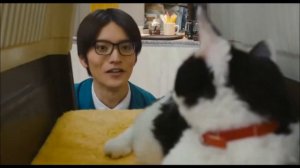 Хроники странствующего кота