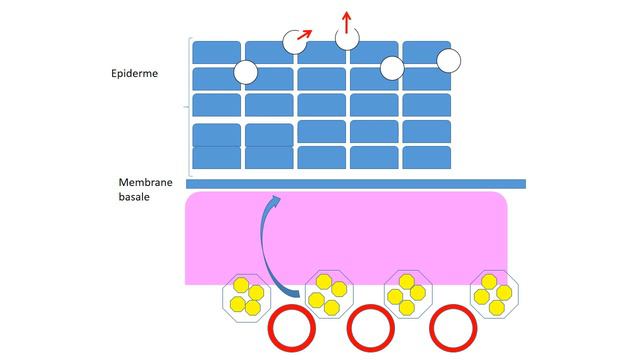 DERMATOLOGIE LES ECZEMAS смотреть онлайн