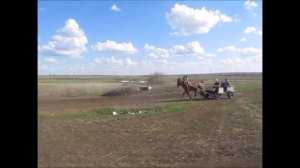 Продажа жеребец. Русский тяжеловоз.