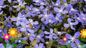 Клематис Арабелла. Краткий обзор, описание характеристик clematis integrifolia arabella Arabella