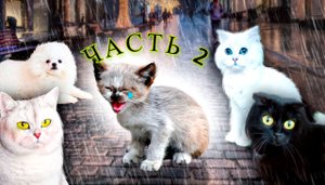 Котёнок НЕ ПЛАЧЬ! Мы тебя СПАСЁМ! Мы тебе ПОМОЖЕМ! ЧАСТЬ 2 ПОДРЯД 3 СЕРИИ!!!