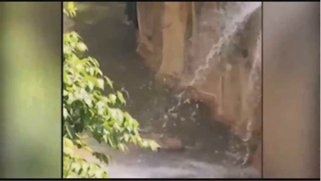 4-летний мальчик в зоопарке упал в вольер к горилле (США/Цинциннати 29.05.16) смотреть онлайн