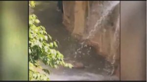 4-летний мальчик в зоопарке упал в вольер к горилле (США/Цинциннати 29.05.16)