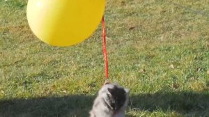 ПОЛЕТ КОТА А5 НА ВОЗДУШНЫХ ШАРИКАХ!