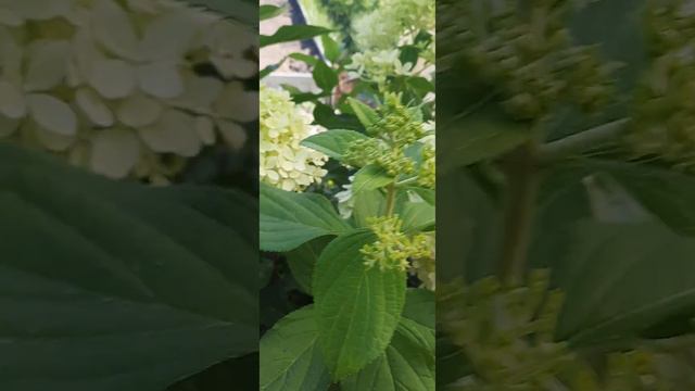 Гортензия Роял Флауэр смотреть онлайн