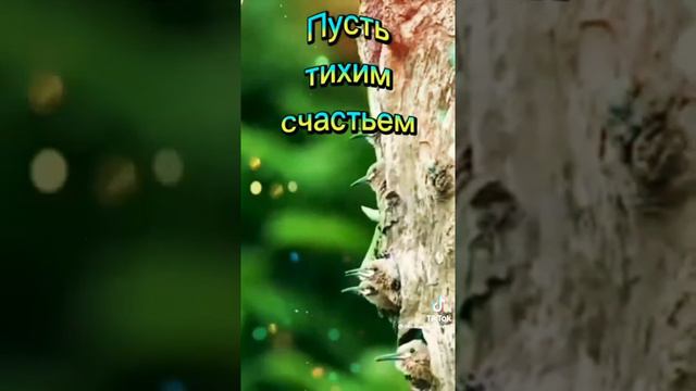 Хорошее утро