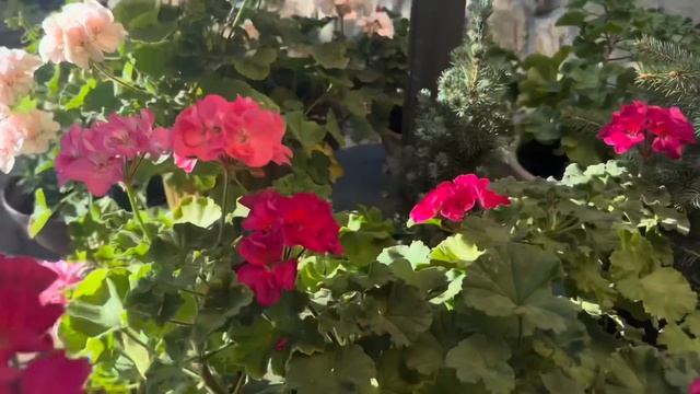 Это правда что эти растения хорошо растут на солнце?(красные и черные гейхеры,флоксы и др.) смотреть онлайн