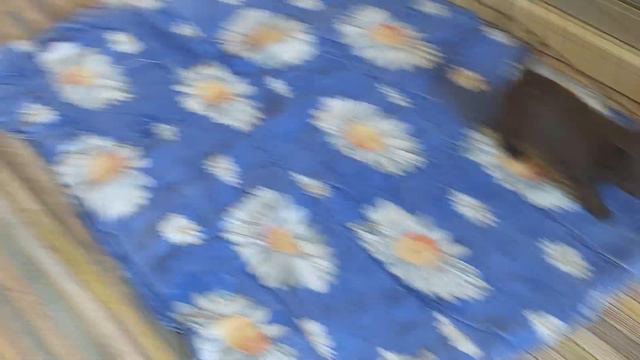 влияет ли вес родителей на вес новорождённых щенков чихуахуа питомник Кастропуло Крым смотреть онлайн