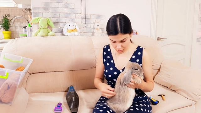 Как вычёсывать декоративного кролика? Линька декоративного кролика.