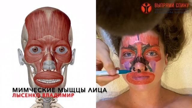 Как образуются морщины на лице? Мимические мышцы лица у девушки в 3-D