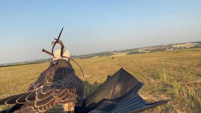 Второй Свободный Полет Сокола / Дрессировка Сокола Балобана / Время Сокола