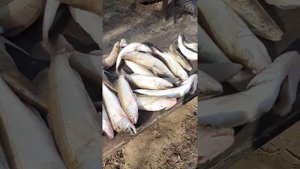 результат первой рыбалки на ерике Банном.Алимовский Плёс.