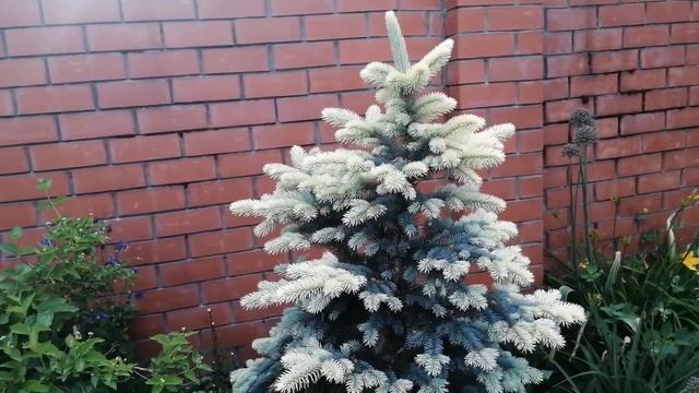 Ель колючая Белобок picea pungens Bialobok декоративная ель