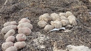 ВЫРАЩИВАНИЕ КАРТОФЕЛЯ СЫНОК И САРПА МИРА В ОРГАНИЧЕСКОЙ ГРЯДКИ 2023 Г ЧАСТЬ-1 // С. Х. У