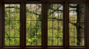 4K Forest window view - Relaxing, Calming, Ambience